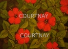 Click to view Scarlet Pimpernel.jpg